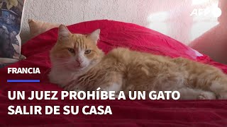 Prohíben A Un Gato En Francia Salir Afuera Tras Queja De Un Vecino Afp