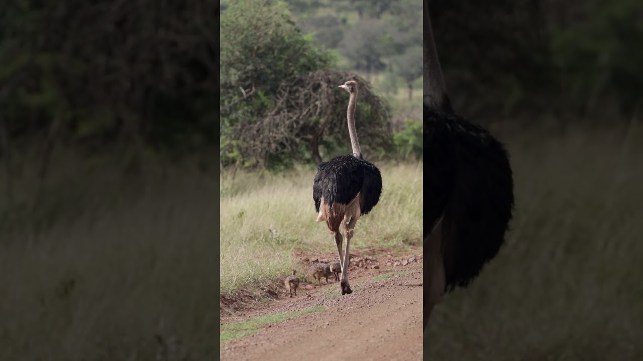 Ostrich and Chicks in South Africa