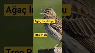Ağaç Incirkuşu Tree Pipit Incirkuşu Sesi Trabzon Nikon P1000 Türkiyenin Kuşları