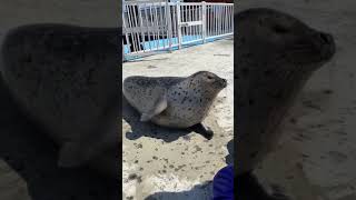 Seal slapping his belly