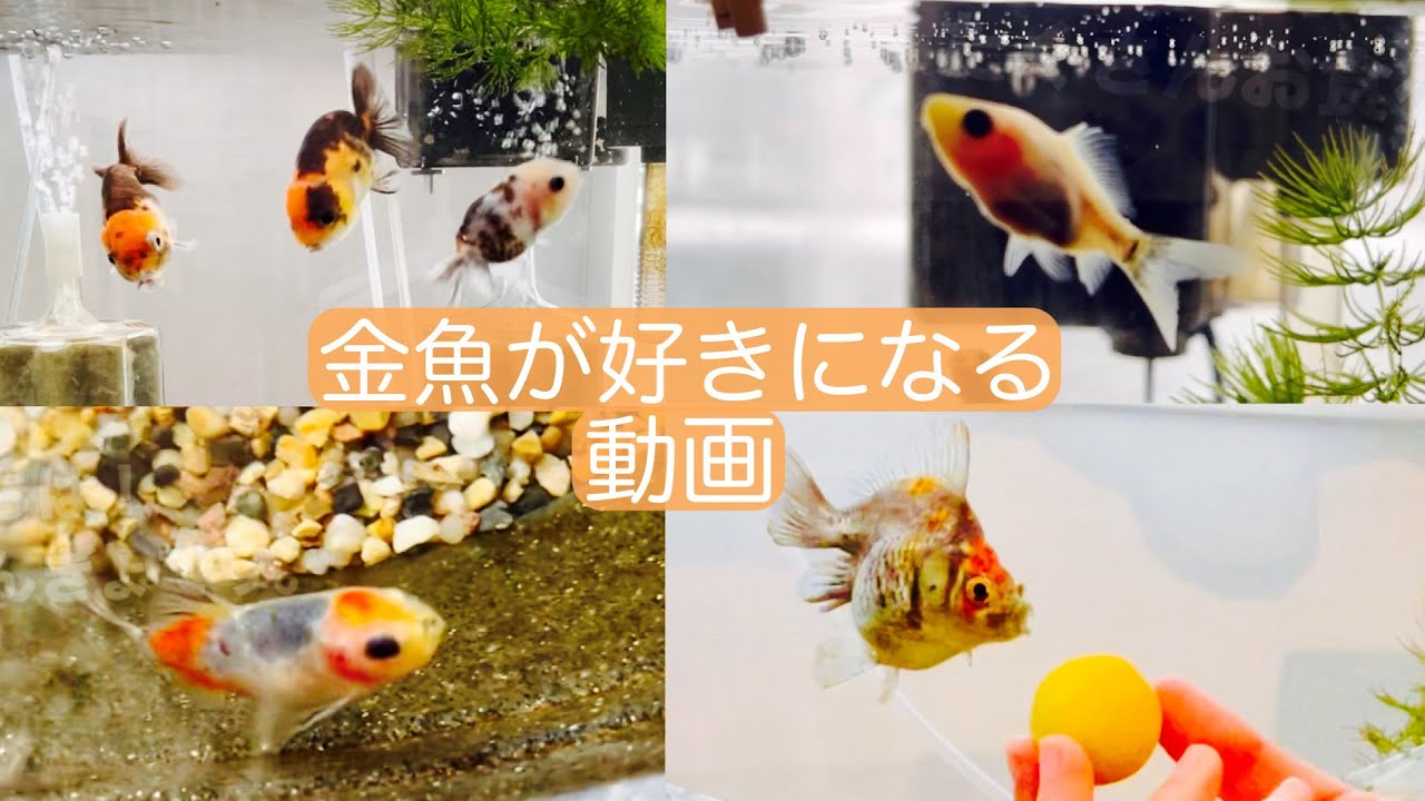 yoshi 金魚好き 金魚好きの日常】きっと金魚が好きになる動画。 - YouTube