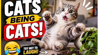 🐈 Funny Cats Compilation 2026 🐈Try Not To Laugh Challenge!