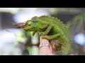 現代のトリケラトプス!?三本角のカメレオンがカッコ良すぎる・・・!