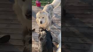 One of these Great Pyrenees looks different than the other