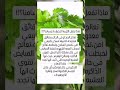 ماذا تفعل الكزبره لأجسامنا كزبره Coriander اعشاب Herbs Health صحه اكسبلور Explore Shorts ماذا تفعل الكزبره لأجسامنا كزبره Coriander اعشاب Herbs Health صحه اكسبلور Explore Shorts