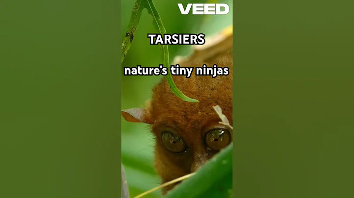 TARSIERS nature's tiny ninjas #tarsier #ninja #primates #funfacts #forkids #animals