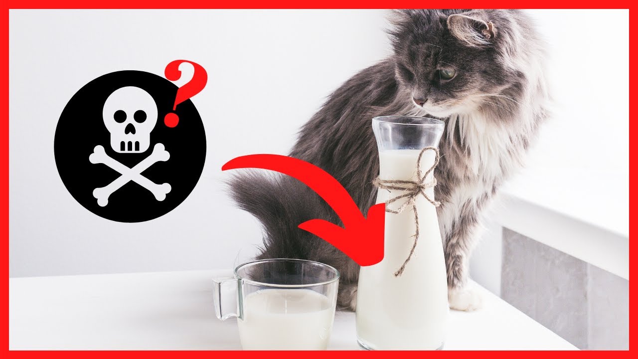 Katzenmilch am sippen