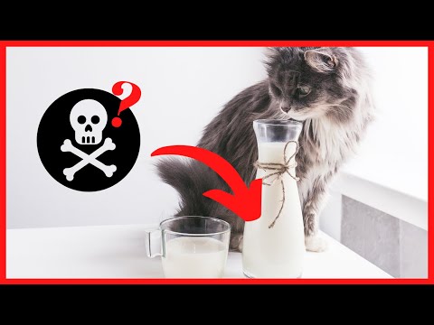 Video: Können Katzen Kuhmilch trinken?