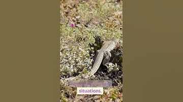 SALAMANDERS: Life Lessons