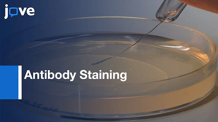 Antibody Staining In C. Elegans Using "Freeze-Crac...