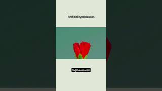 Artificial Hybridization And Bagging process in plants | Class 12th Biology | Class 10th | #trending