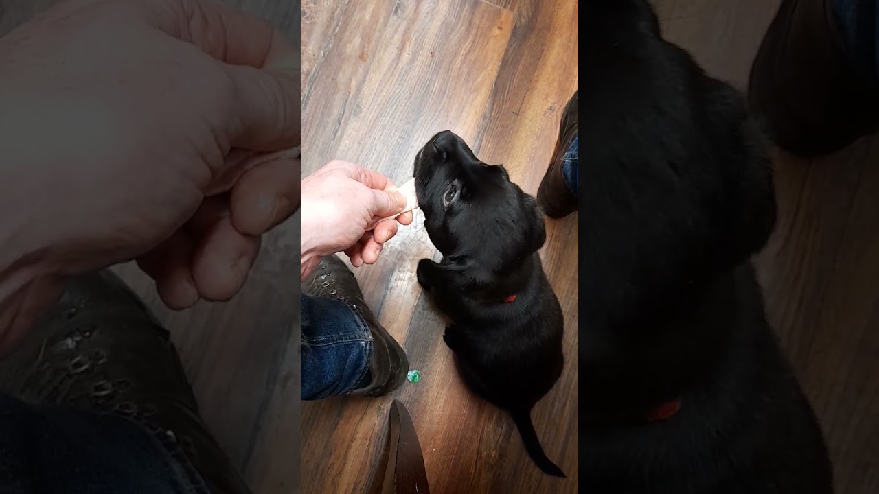 11 week old labrador cross French bulldog eating raw chicken wing