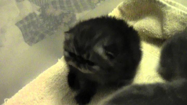 Video 1238271: exotic shorthair blue, exotic shorthair baby, litter born