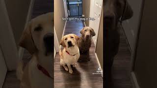 You Can Never Have Enough Dogs