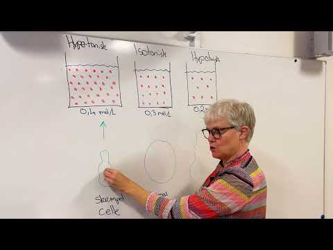 Video: Ville en celle ekspandere i en hypotonisk løsning?