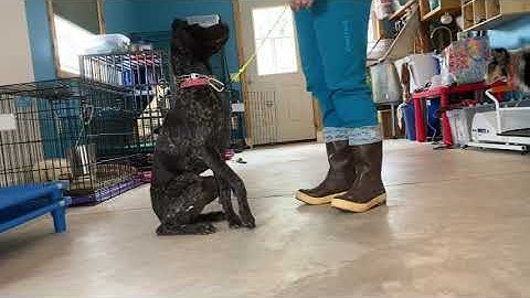 Teaching a dog a down using negative reinforcement of Operant Conditioning