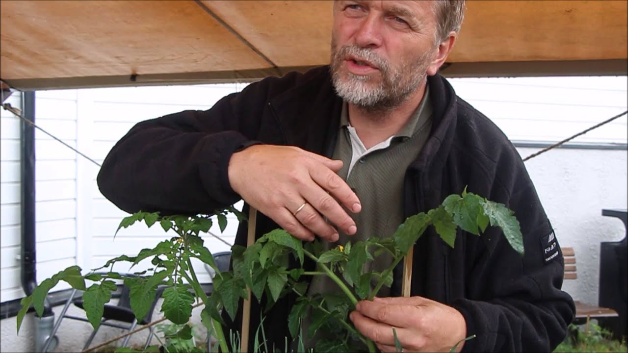 Anders Nordrum forteller om tomatplanting og -stell