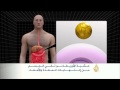 عشبة الأوريغانو تقي الجسم من