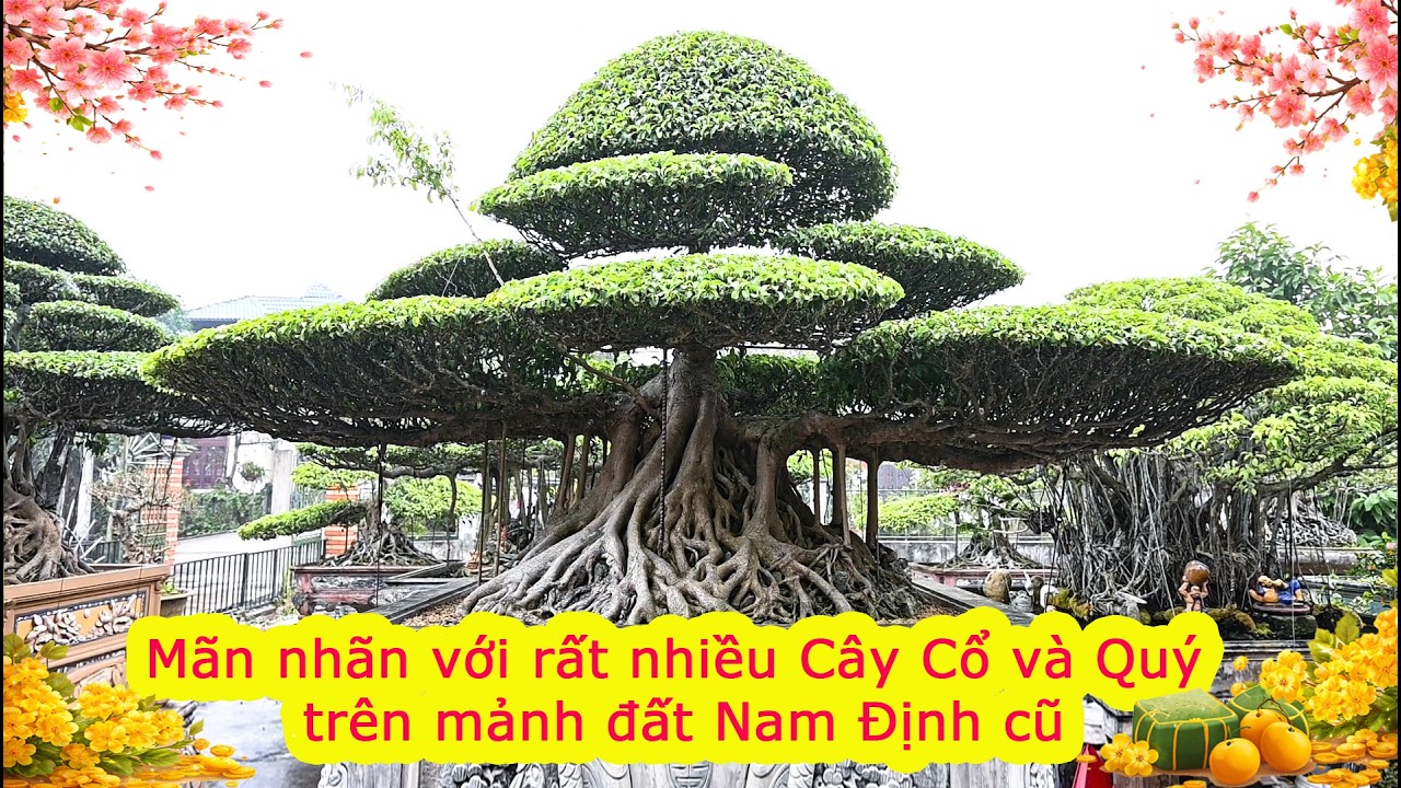 Mãn nhãn với rất nhiều Cây Cổ Quý trên mảnh đất Nam Định cũ