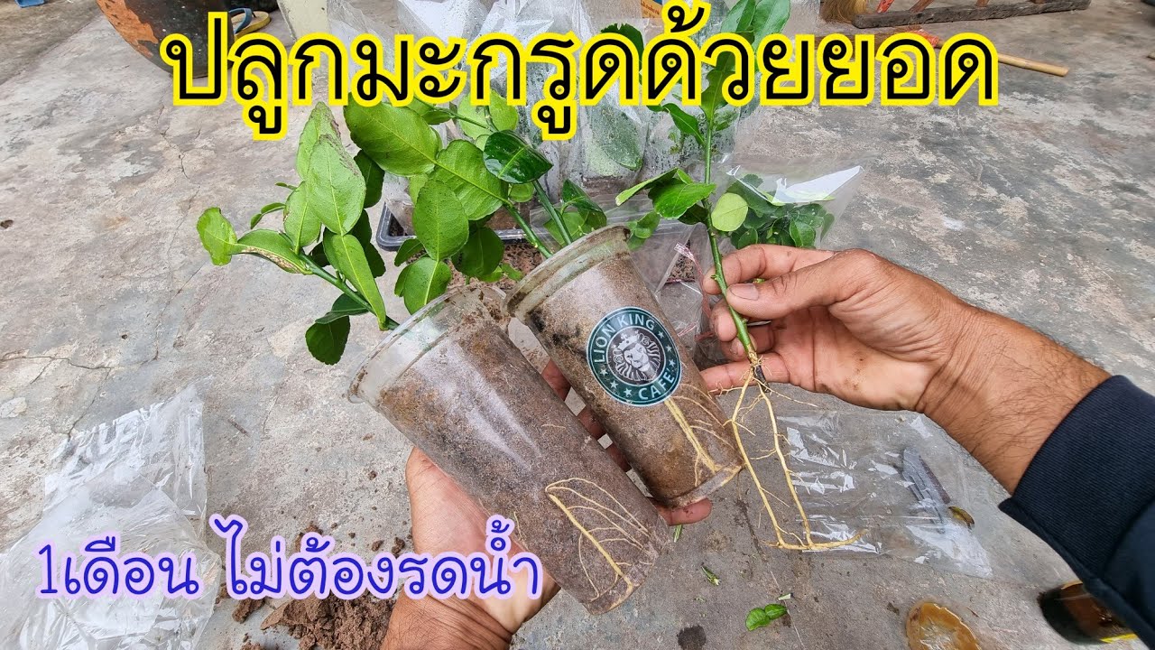 ปลูกมะกรูดด้วยยอด 1เดือนไม่ต้องรดน้ำ ออกรากเยอะ