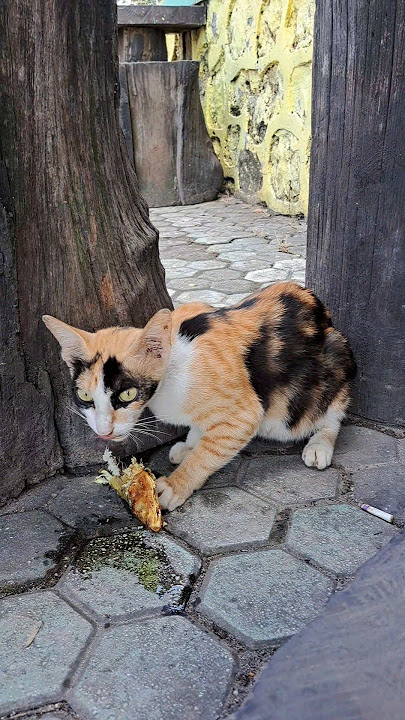 kasih makan kucing jalanan #catlovers #kucingjalanan #pecintakucing #shortvideo #viraltiktok
