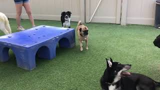 Dog Boarding in Mesa AZ