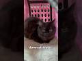 Took my cat to the vet because she was acting weird... #cat #shorts #shortvideo #funny #fyp #cute