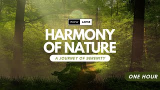 Harmony of Nature: A Journey of Serenity