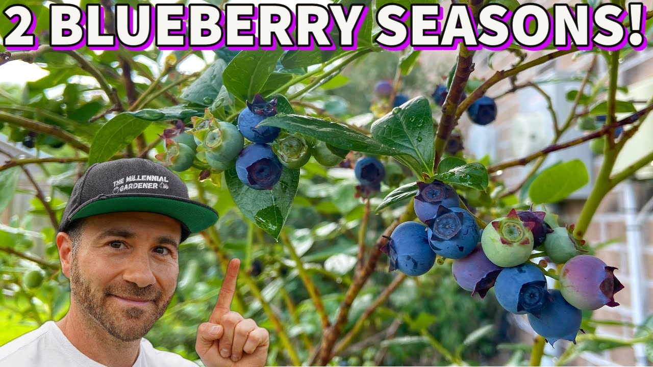 This Simple Tip Will DOUBLE Your BLUEBERRY HARVEST! YouTube