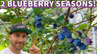 This Simple Tip Will Double Your Blueberry Harvest