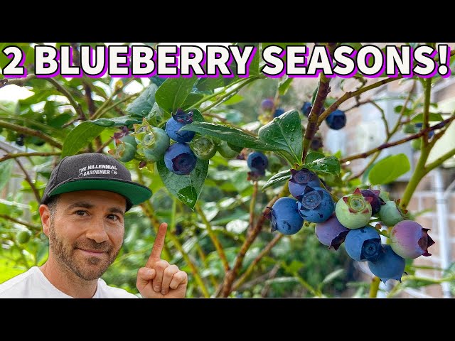 This Simple Tip Will DOUBLE Your BLUEBERRY HARVEST! class=
