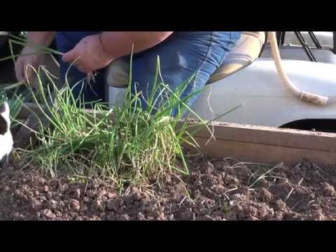 Transplanting Onions - February 2015