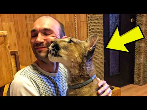 Video: Pet Scoop: Puma Anak Kucing Orphaned Dapatkan Rumah Baru, Obama Membuat Pengampunan Turki Terakhir