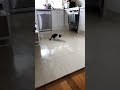 Cat Slips on Wet Floor While Chasing his Shadow - 1170193