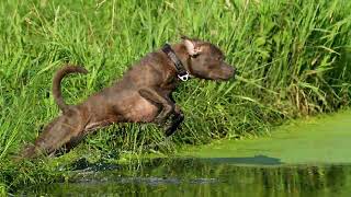 Staffordshire Bull Terrier - litlle dock 'fun' diving by Stafficzki Spiczki FCI  1,979 views 8 months ago 1 minute, 29 seconds