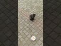 地域ネコの❝サビちゃん❞はなかなか懐いてくれませんが、そこがカワイイんです #Shorts