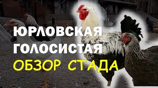 Юрловская голосистая. Общее стадо