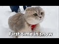 A Scottish Fold cat first time in Lake Tahoe seeing snow and walking in snow | Cats and Snow