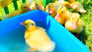 Funny duckling swims in a basin which the rest of the ducklings drink