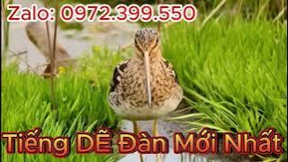 Tiếng Dẽ Giun Gọi Bầy - Tiếng Chim Rẽ Đàn CHUẨN Nhất