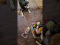 Ari and his friends choose a toy. #dogshorts #puppy #germanshepherd #labski #doglife #cat