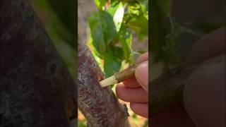 Simplifying grafting techniques #grafting #bonsaitree #gardening #tips #bonsai