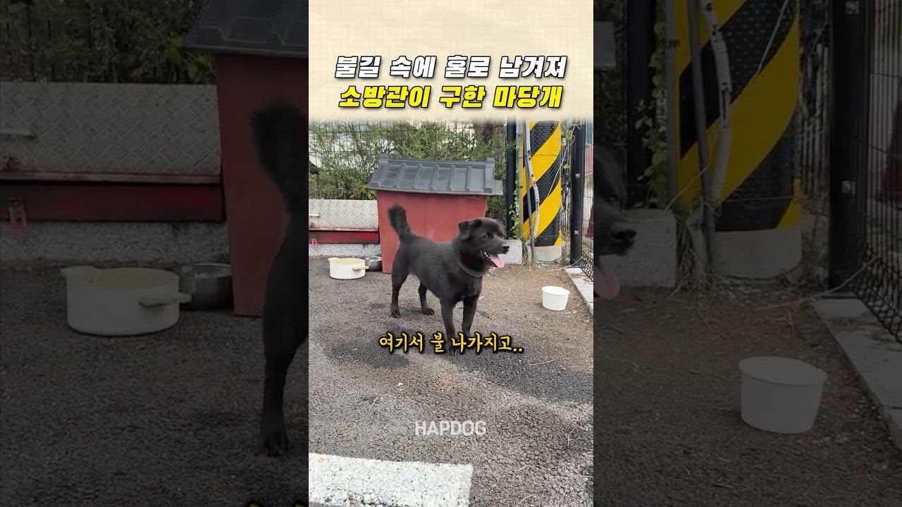 불길 속에 홀로 남겨져 소방관분이 구한 마당개