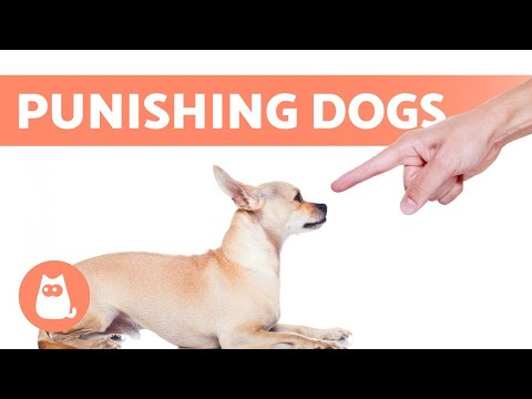 7 NEGATIVE EFFECTS of PUNISHING a DOG 🐶⚠️