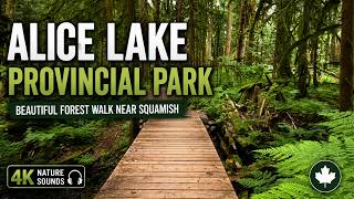 Alice Lake Provincial Park Old-Growth Forest Walk Beautiful Nature Trail Near Squamish BC 4K