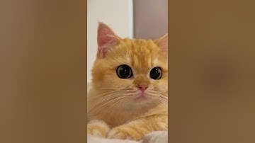 الله نور السماوات والأرض للقارئ بلال دربالي