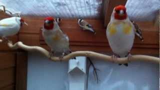 Stieglitz Mayor Weibchen Im Januar 2013 .Distelfinken