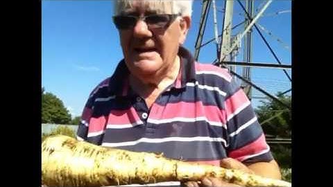 Allotment My Diary Parsnip Reveal thy Self No 73