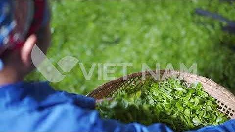 THAI NGUYEN  - VIETNAMESE TEA