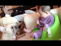 ユイ 生後4ヶ月 足をペロペロ！フレンチブルドッグと赤ちゃん